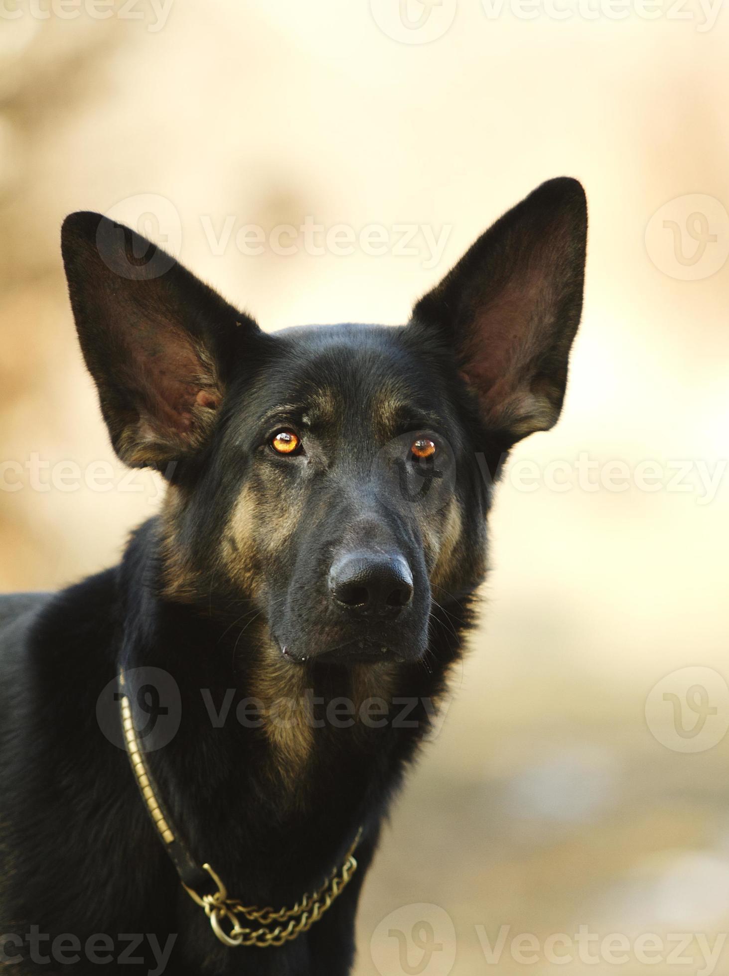 Beautiful And Young German Shepherd Dog Puppy In Sunset Background 1388533 Stock Photo At Vecteezy