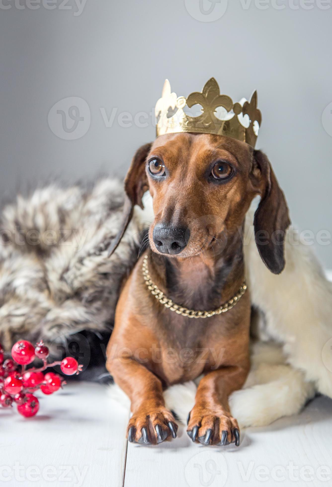 perro salchicha vestido rojo mago rey foto