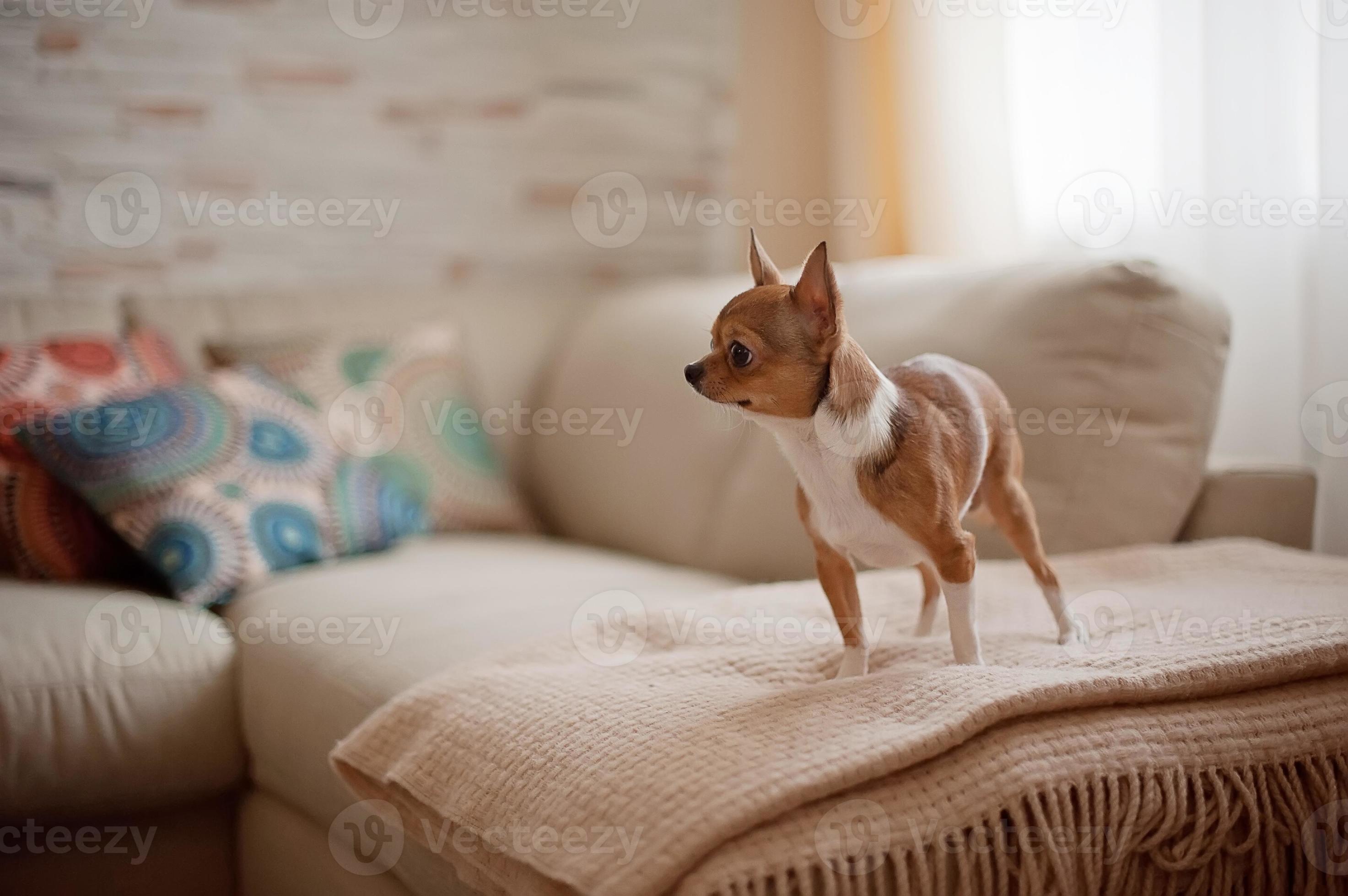 dog on the couch with colored cushion 1388582 Stock Photo at Vecteezy