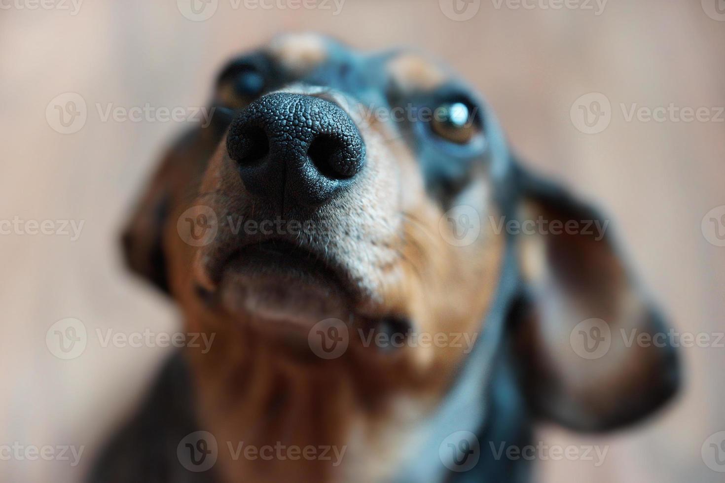 Close up of Portrait Dachshund dog photo