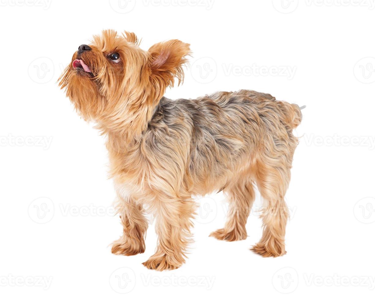 Cute Yorkshire Terrier Puppy Standing photo