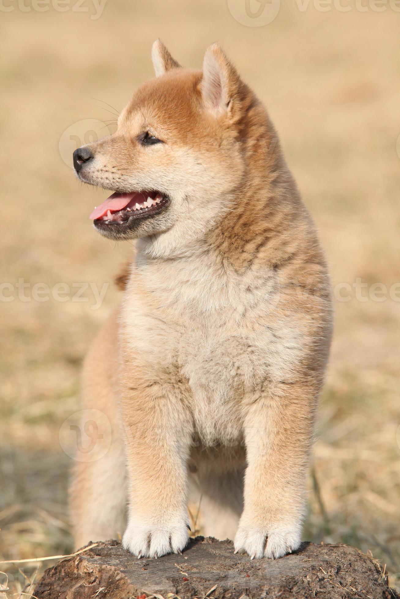 Amazing funny Shiba inu puppy 1388728 Stock Photo at Vecteezy Amazing funny Shiba inu puppy 1388728 Stock Photo at Vecteezy