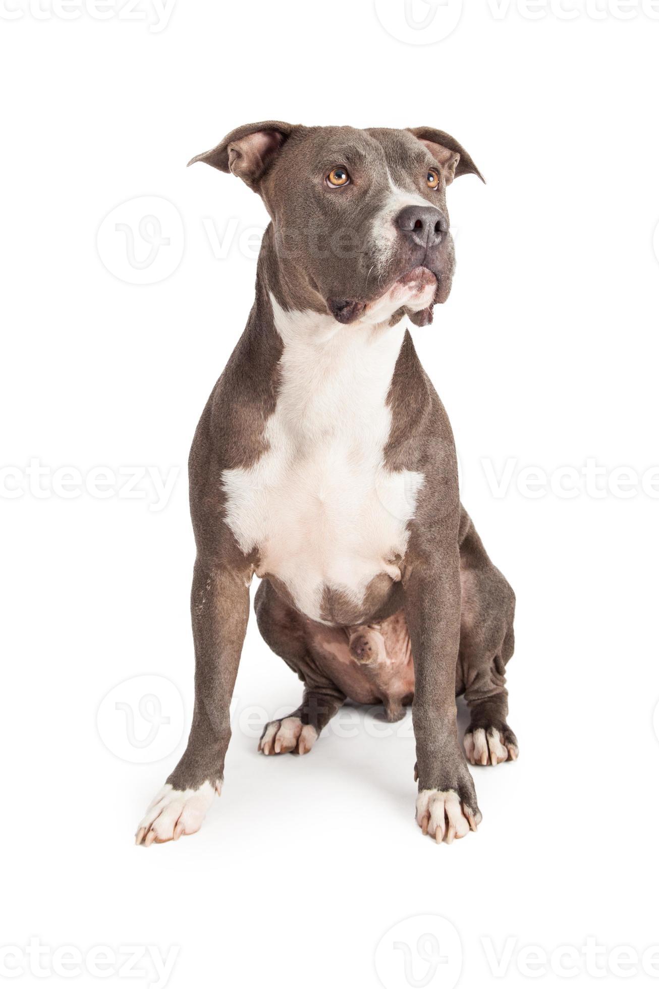 Blue Pit Bull Dog Sitting Looking to Side 1388857 Stock Photo at Vecteezy