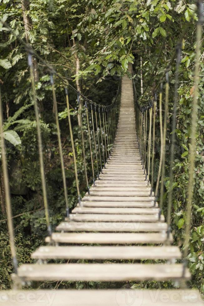 puente de cuerda en la selva foto