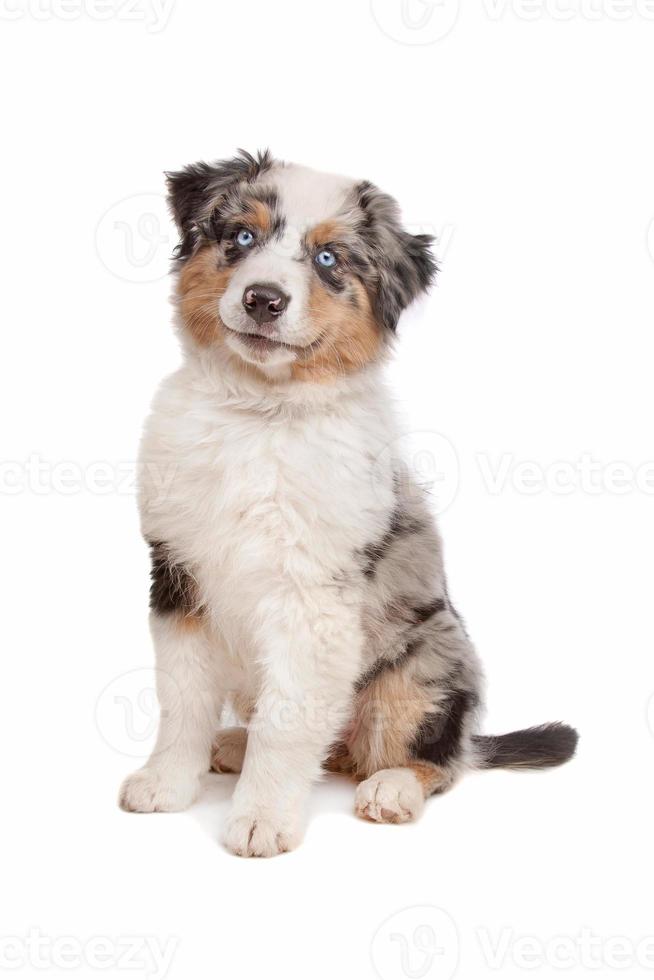 Australian Shepherd 1388889 Stock Photo at Vecteezy