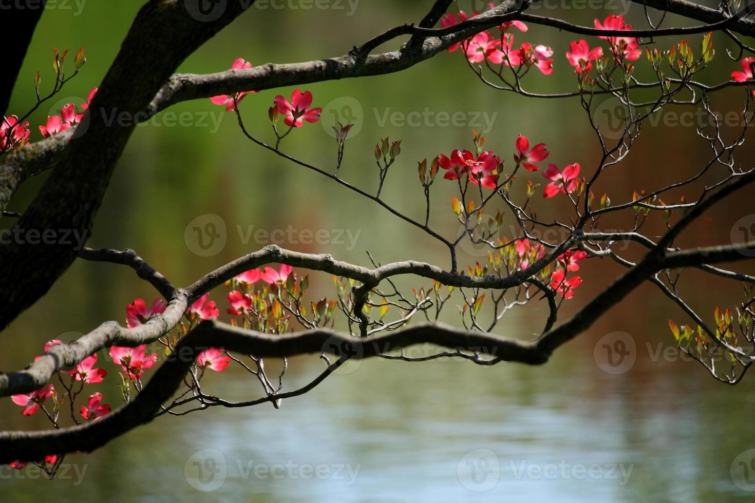 Pink Dogwood Blossoms 1389208 Stock Photo at Vecteezy