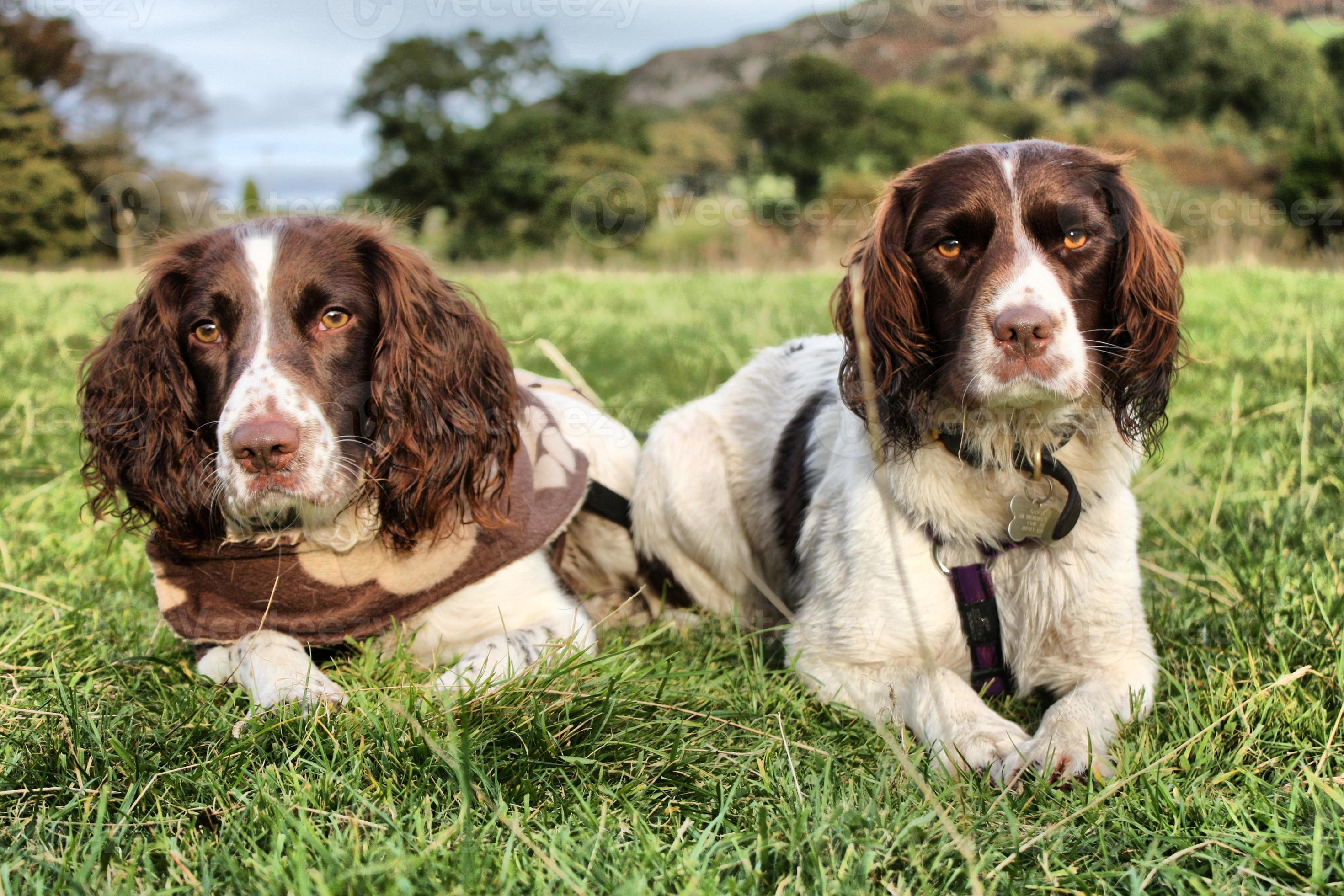 two pretty liver and white working type english springer spaniels