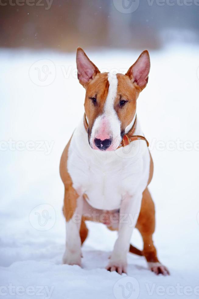 English red bull terrier on walk photo