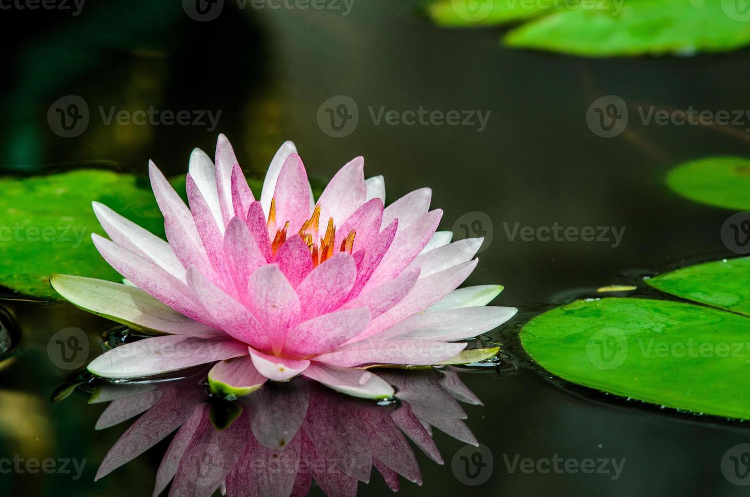pink lotus photo