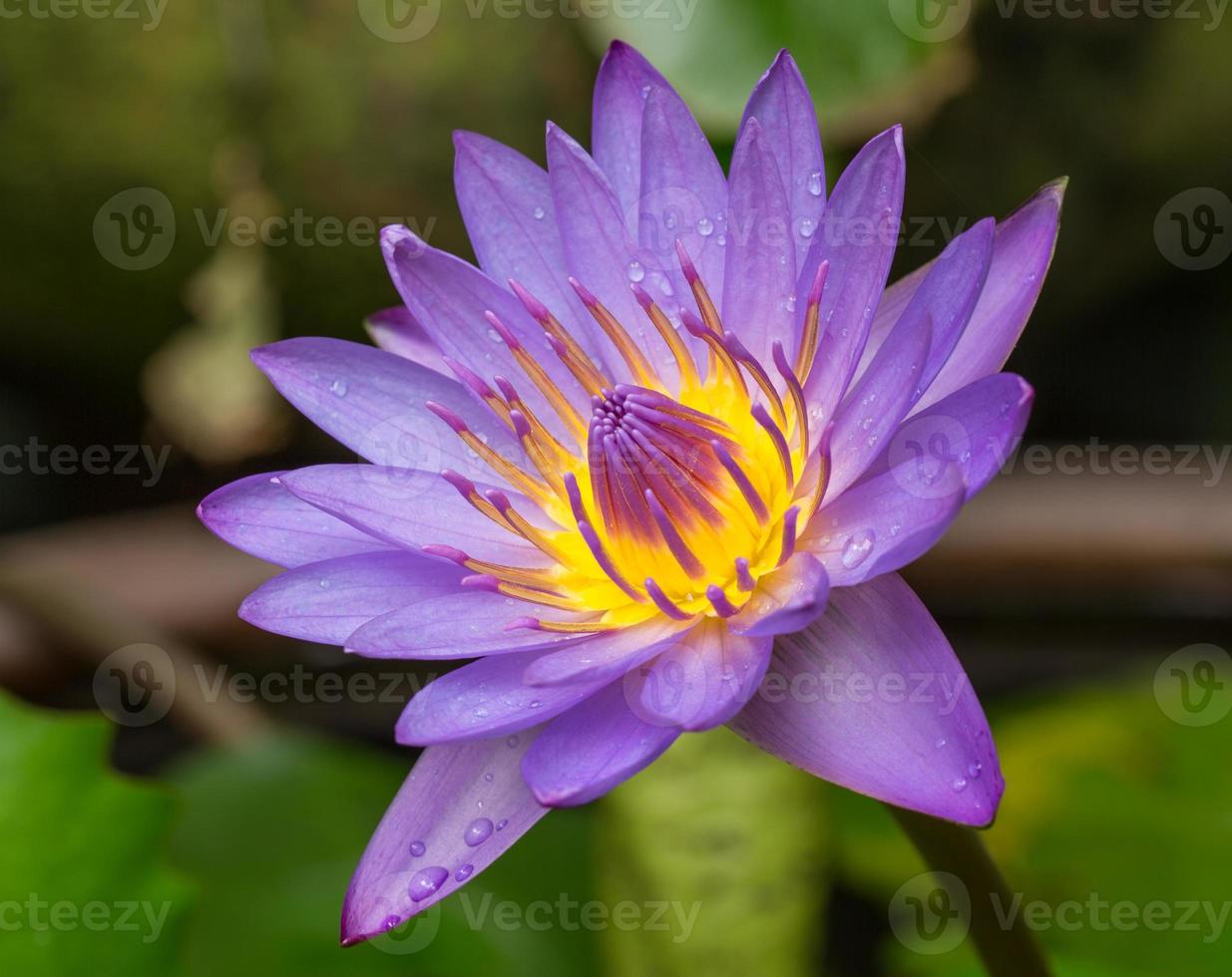 hermosa flor de loto púrpura 1389682 Foto de stock en Vecteezy