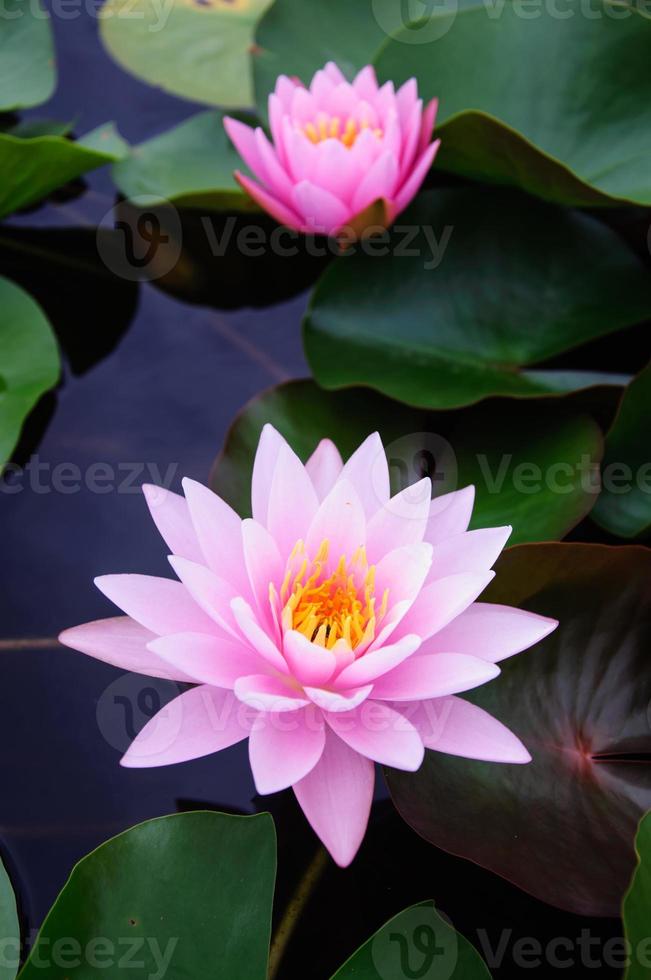 This beautiful waterlily or lotus flower photo