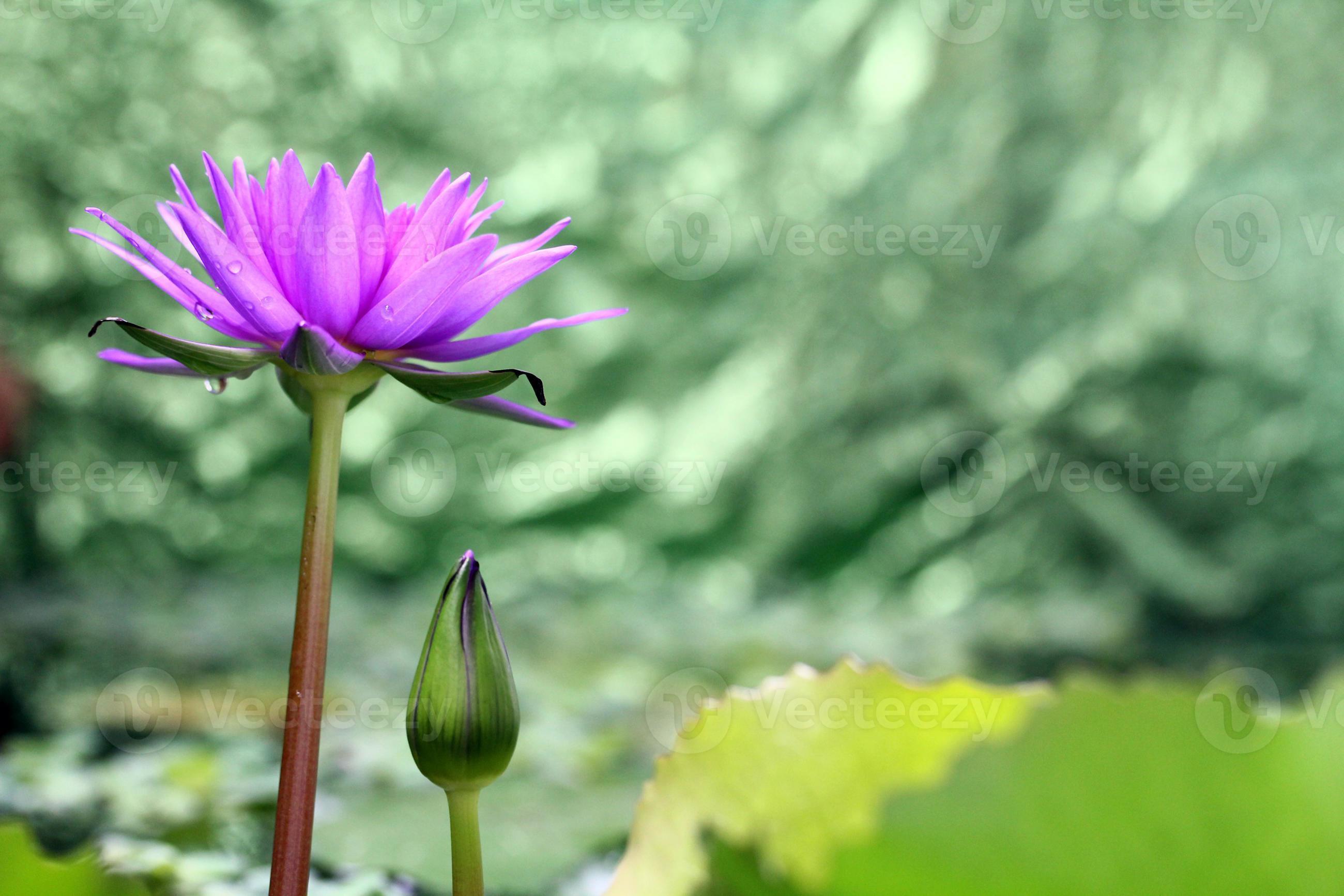 lotus flower with green bokeh background 1390060 Stock Photo at Vecteezy