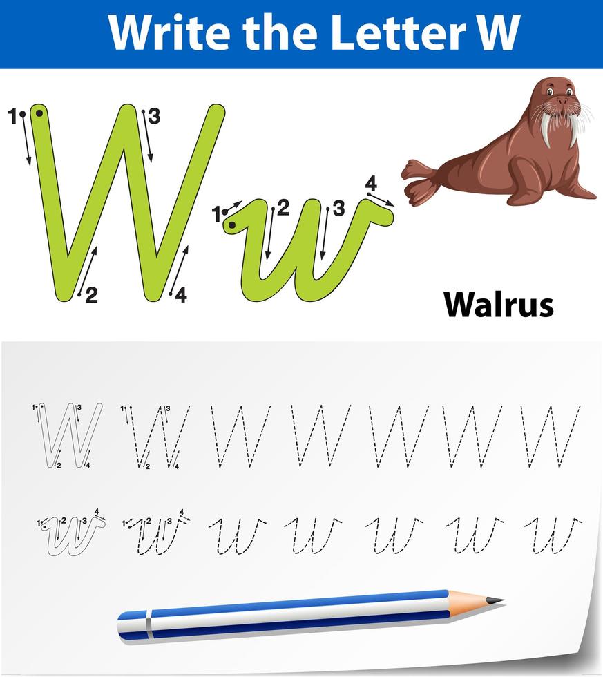 Letter W tracing alphabet worksheet with walrus  vector