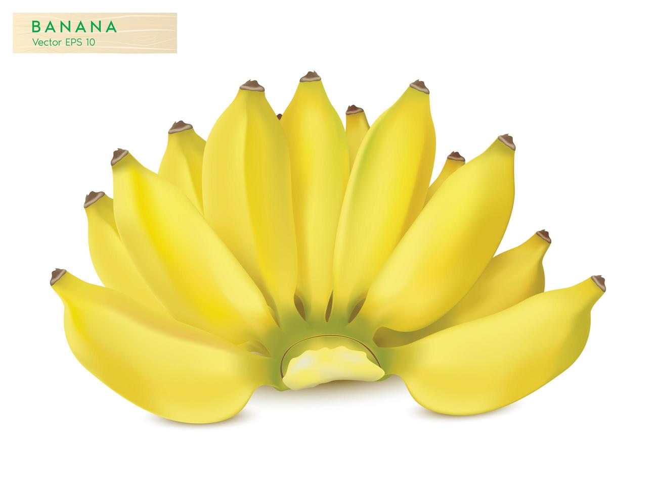 Realistic banana in a bunch vector