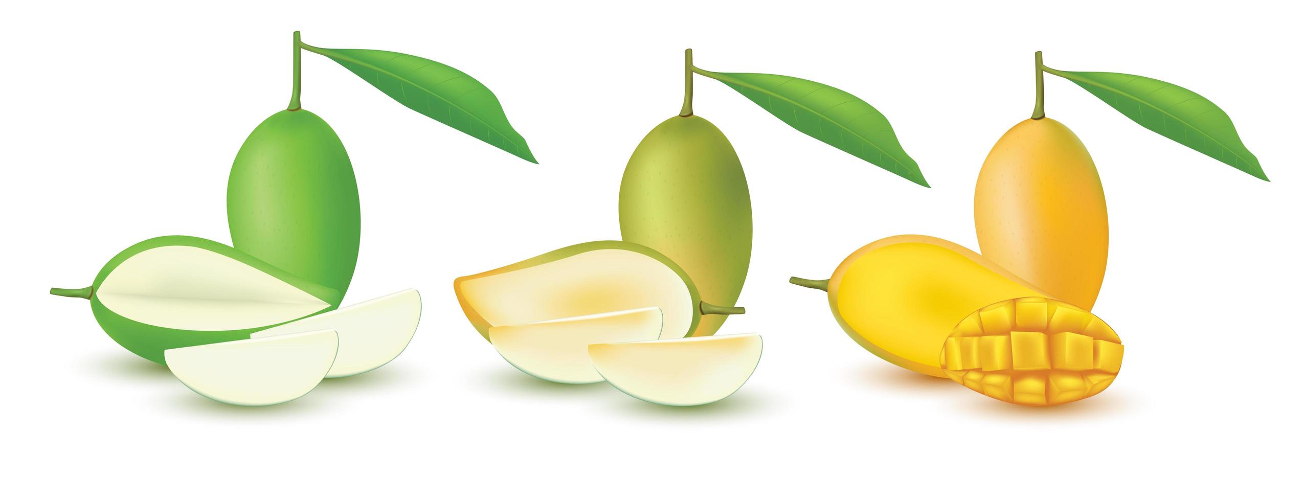 Realistic mango fruit set  vector