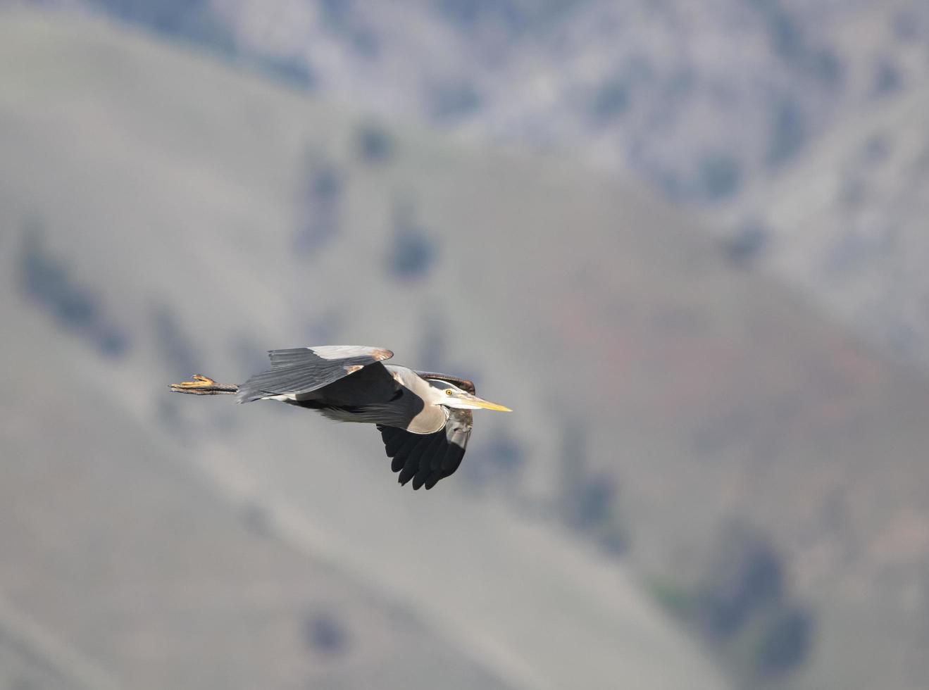 White and black bird flying  photo