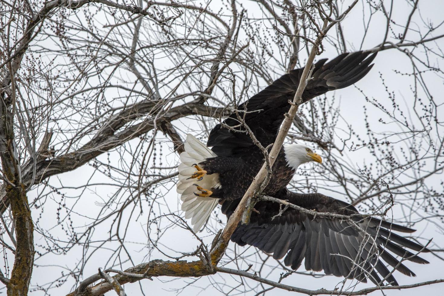 Black and white eagle flying over tree photo