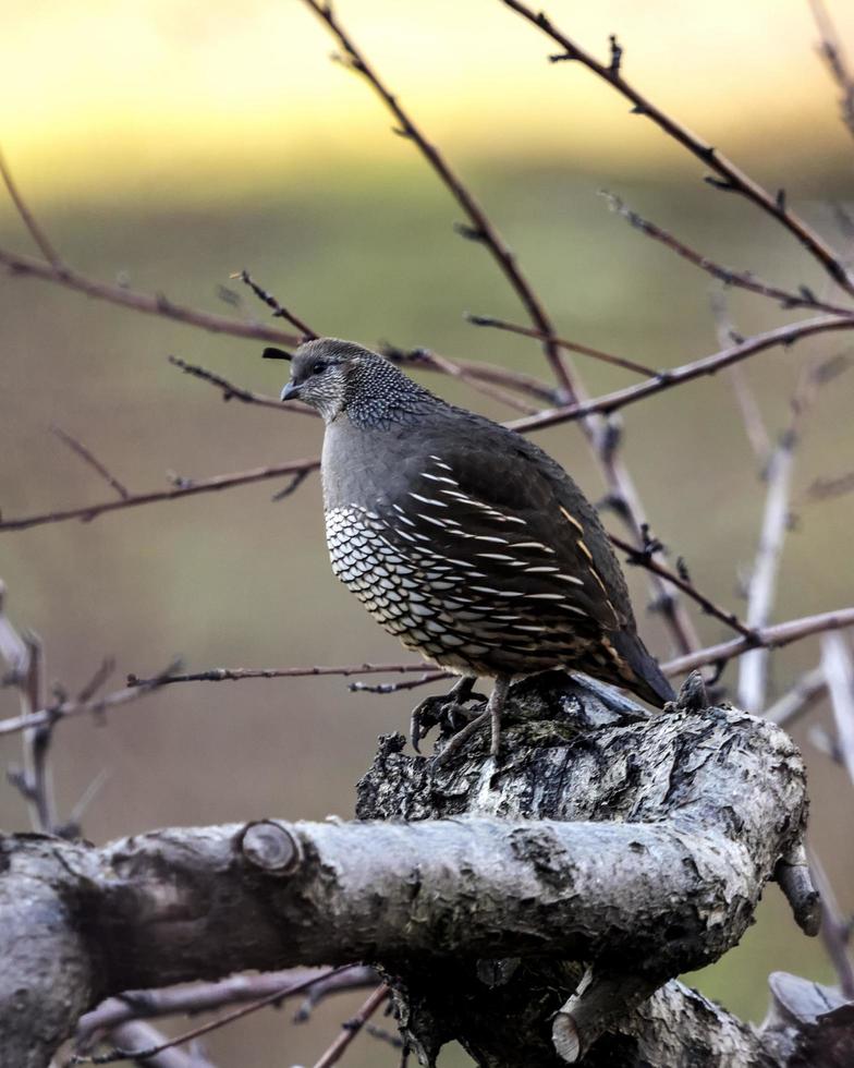 pájaro gris y blanco en el árbol foto