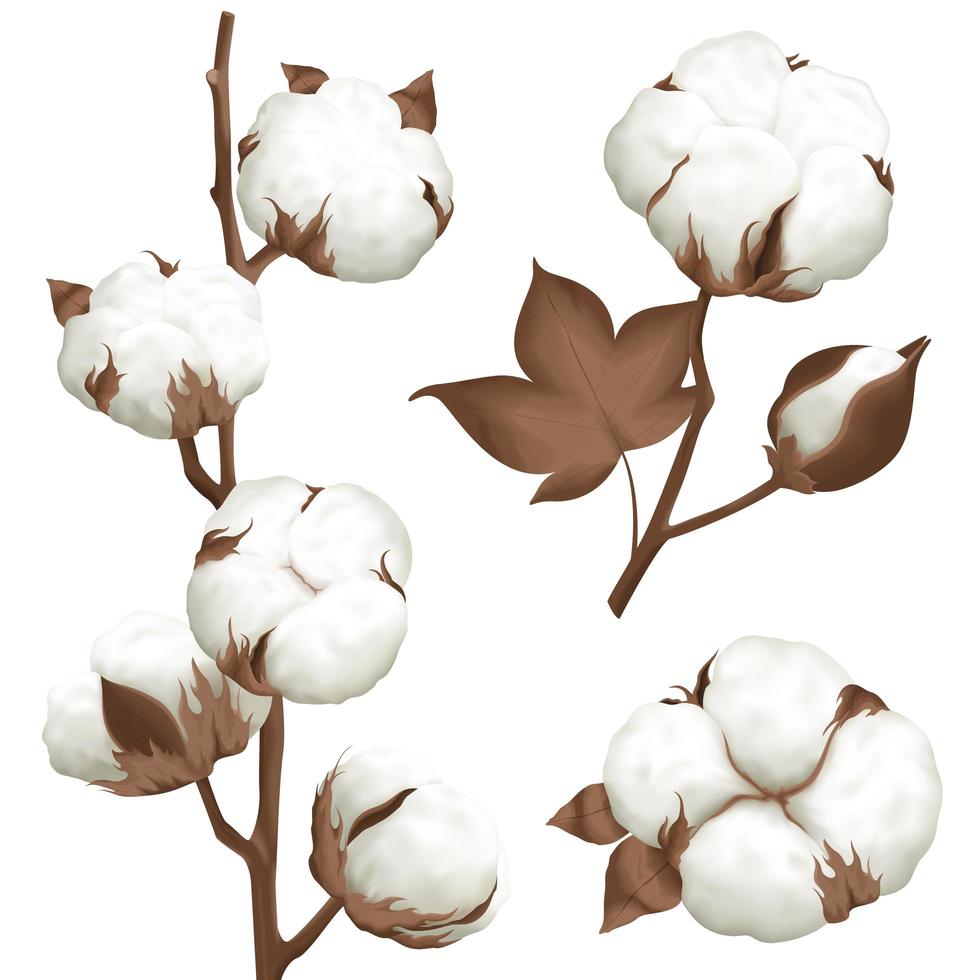 Realistic Cotton Boll Set vector