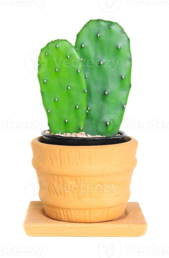 Cactus ( Opuntia ) on isolated background 1394261 Stock Photo at Vecteezy