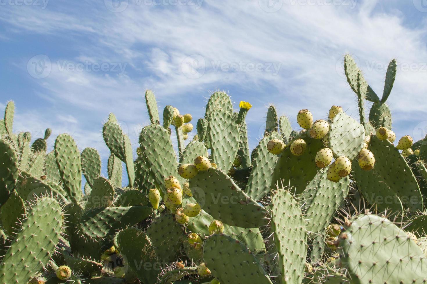 Cactus fruits photo