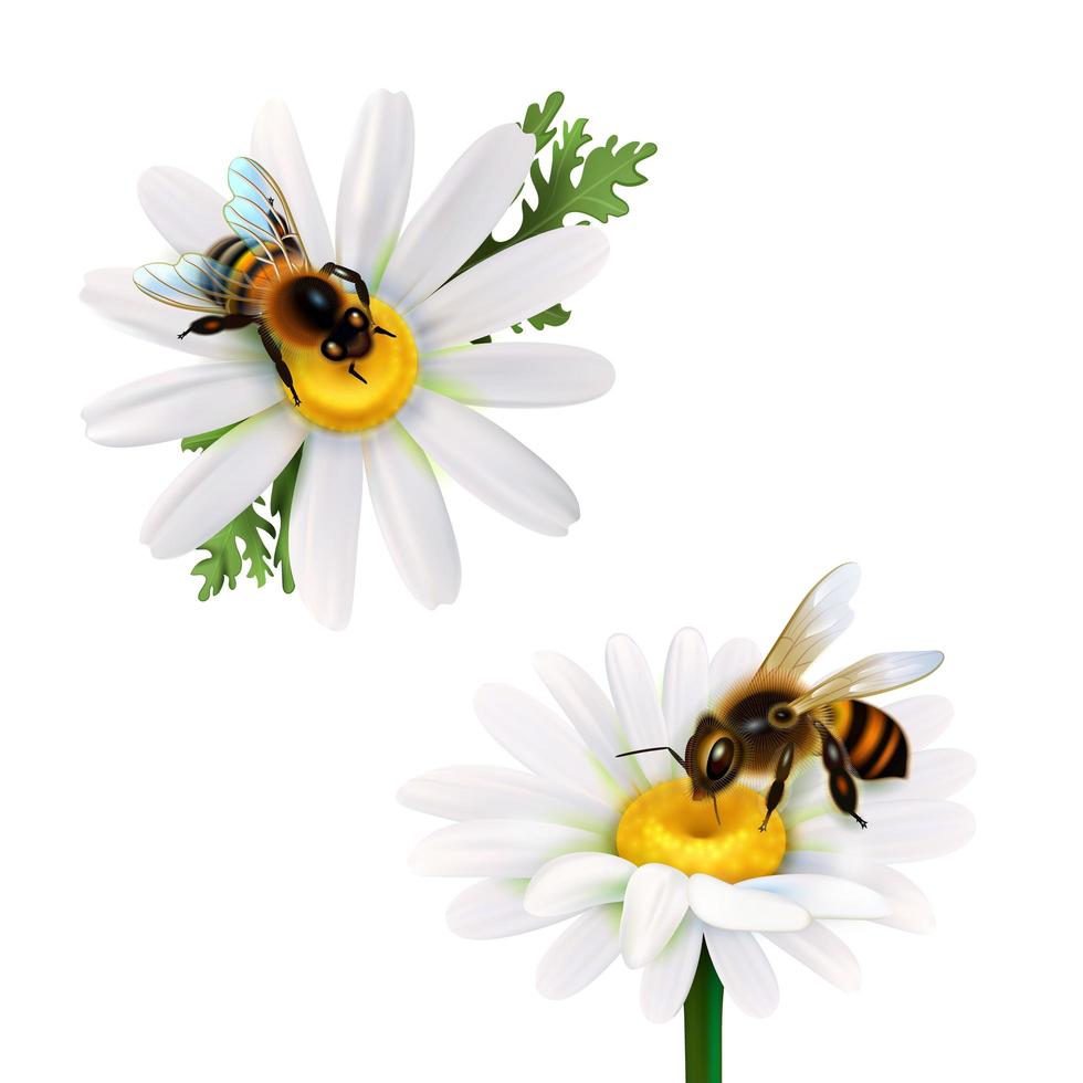 abeja realista en un conjunto de flores vector