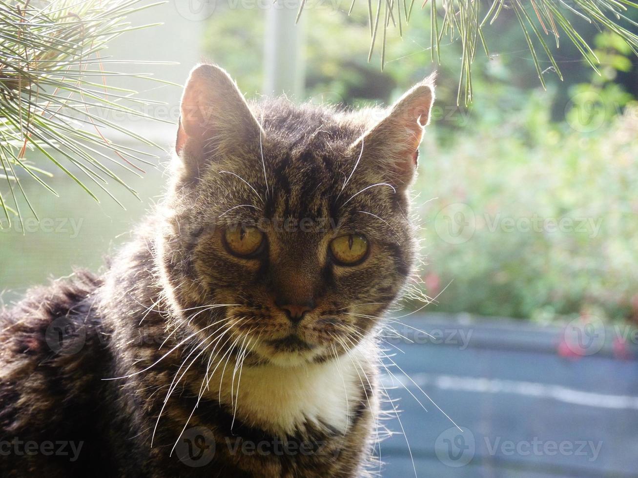 tabby cat pine needles garden 1396357 Stock Photo at Vecteezy