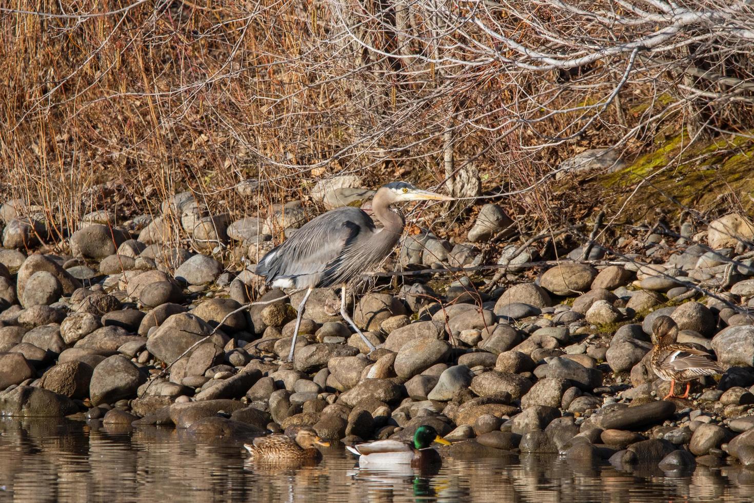 Grey heron on brown and gray rocks  photo