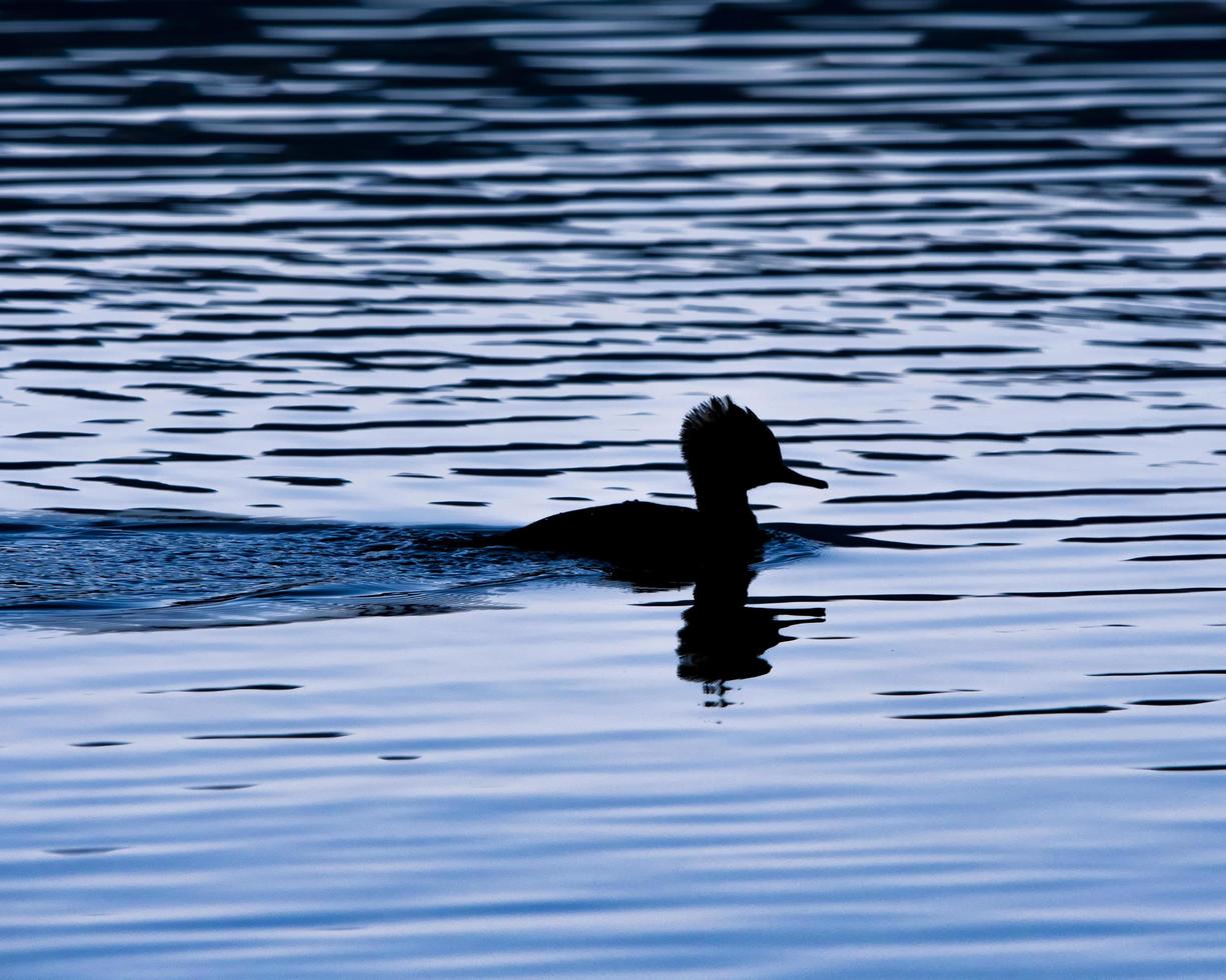 Black duck swimming photo