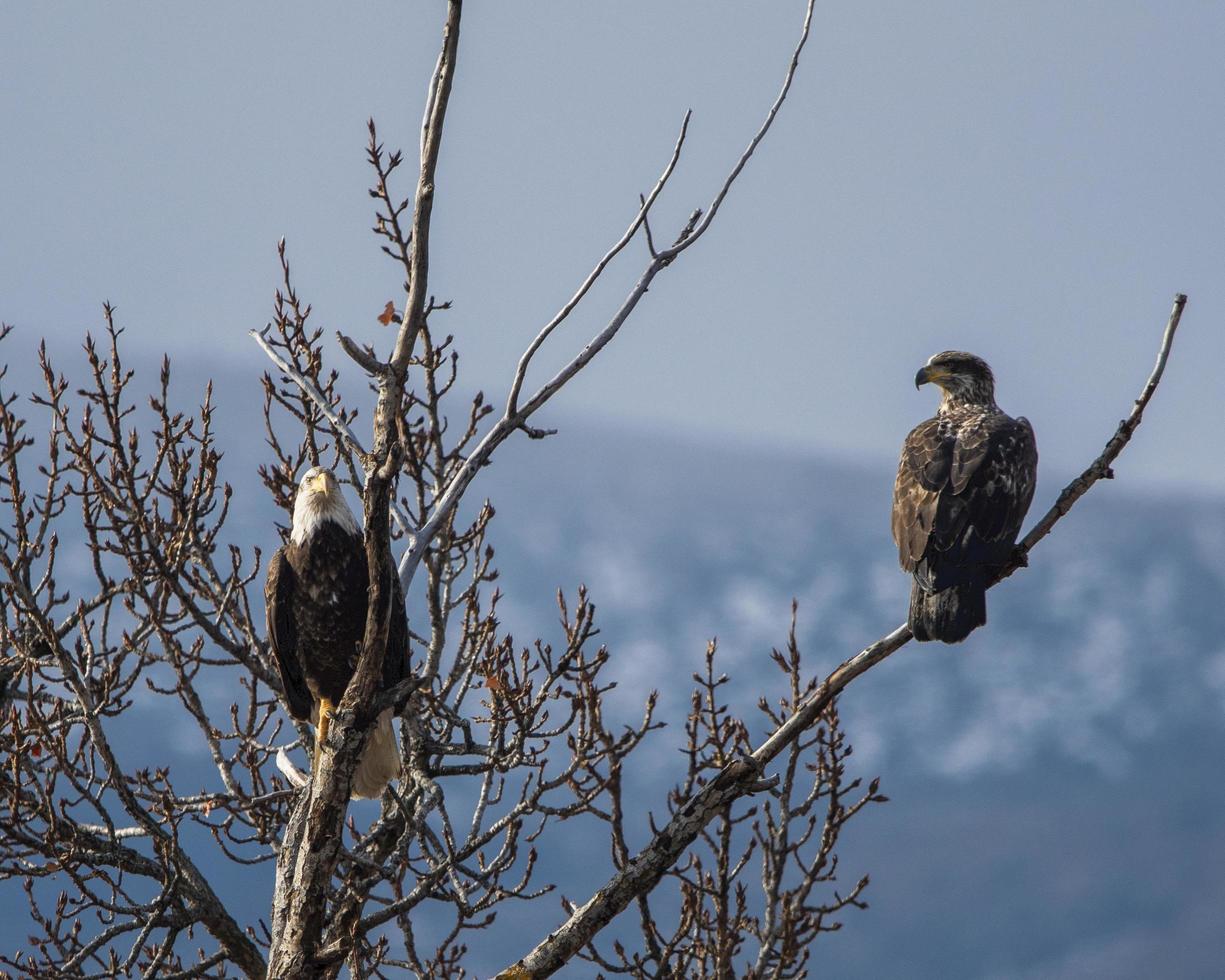 Photo of eagles perched on tree