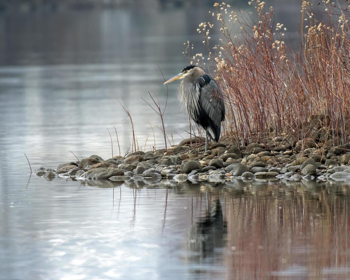 Photo of heron on rocks near water