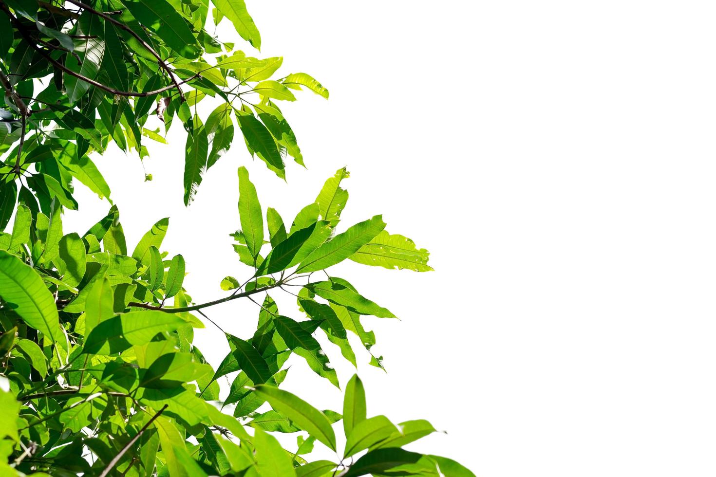 Mango tree leaves photo