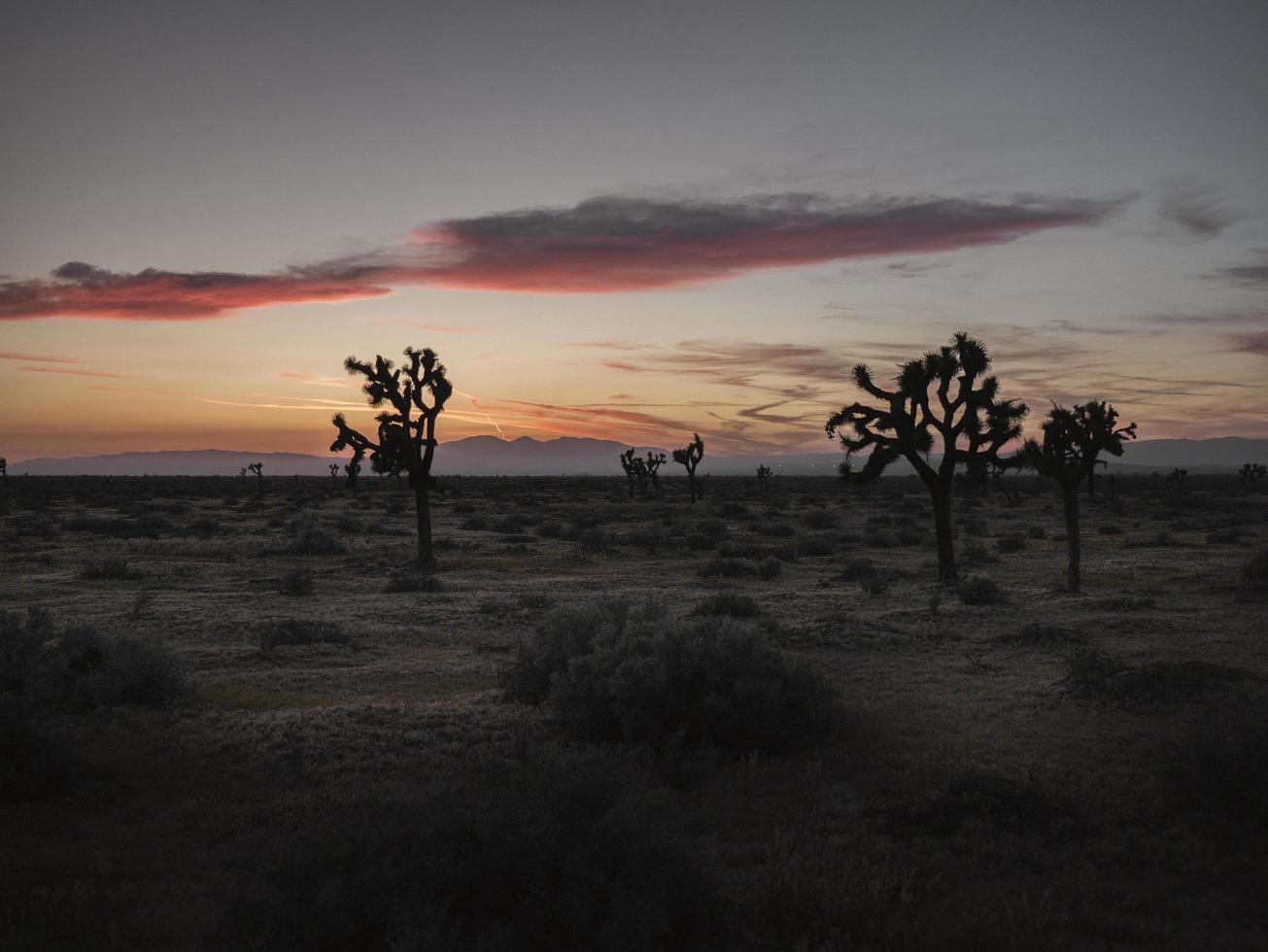 árboles de joshua al atardecer foto