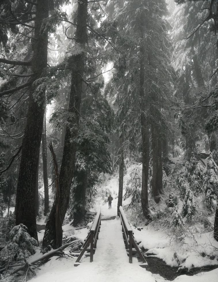 Camino cubierto de nieve entre árboles en Canadá foto