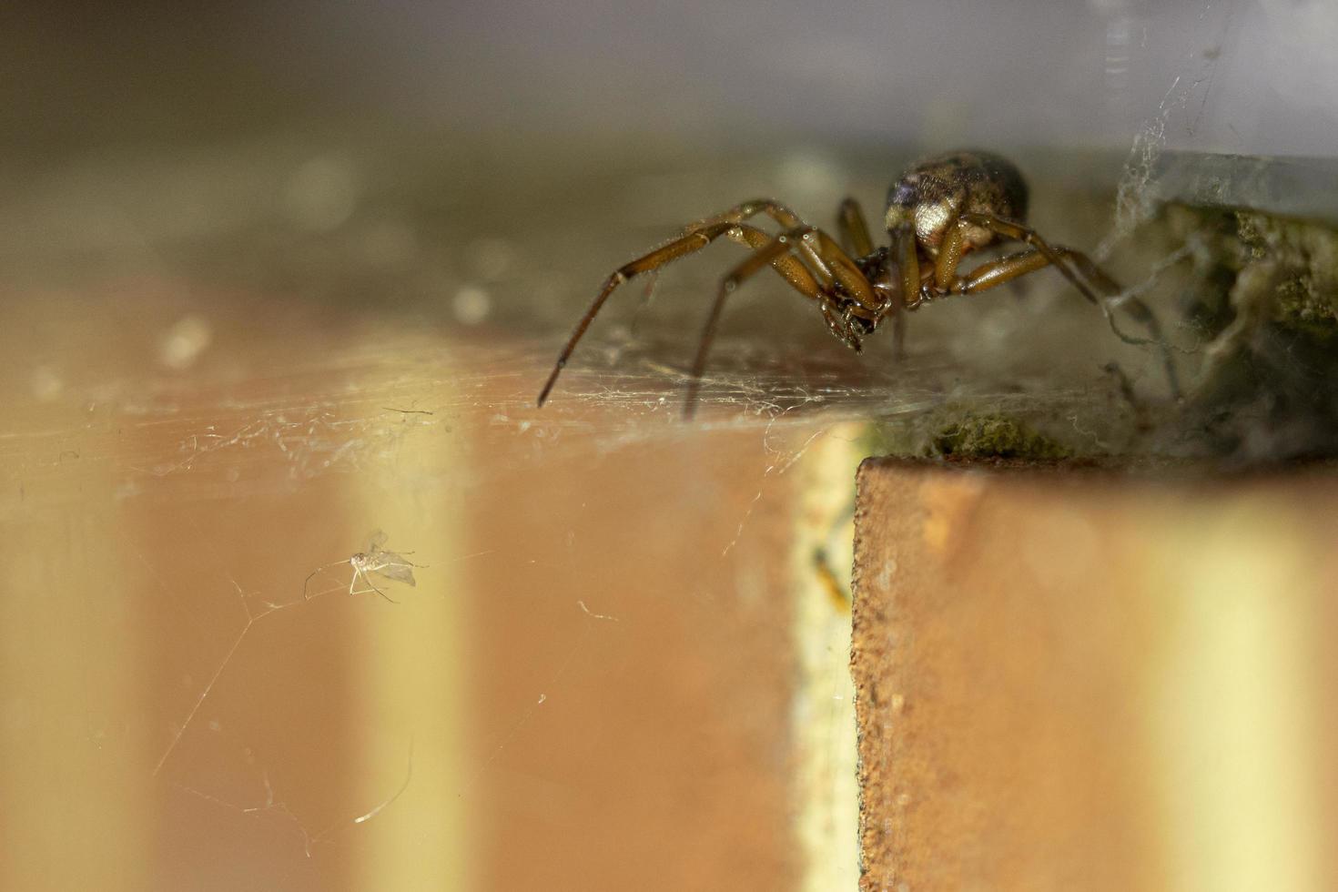 araña viuda falsa foto