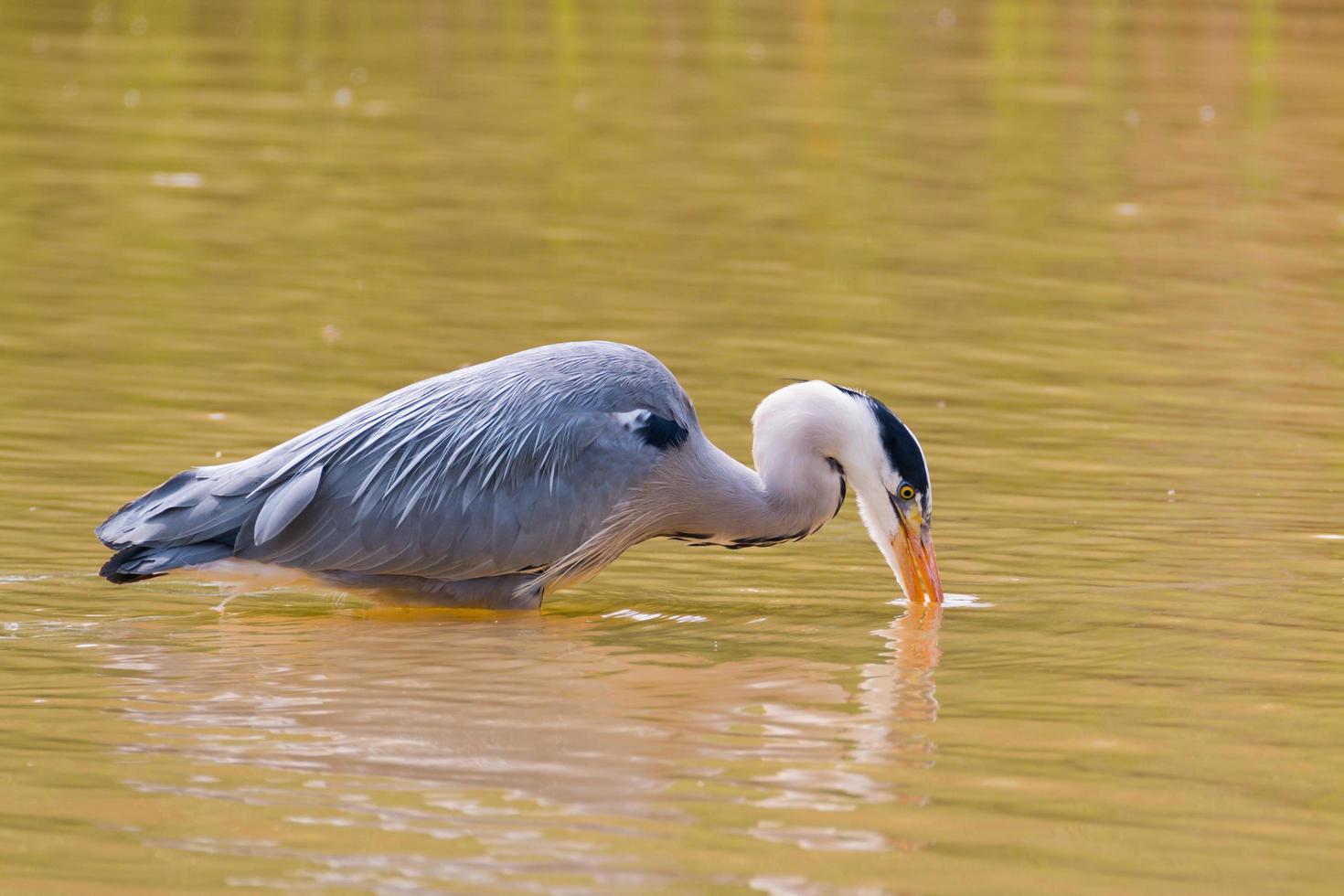 pesca de garza real foto