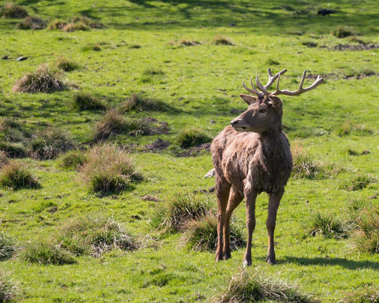 Red Deer buck photo