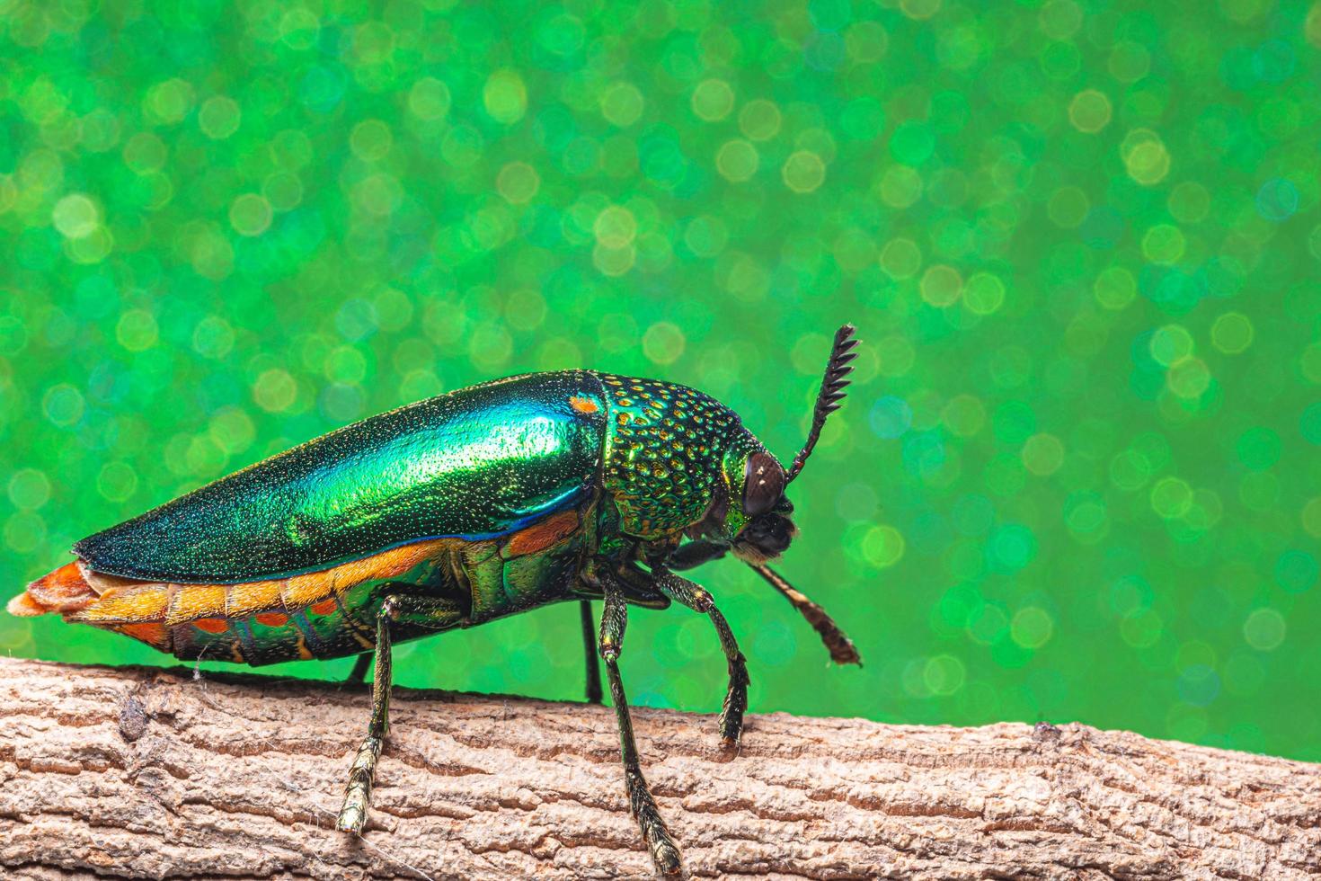 Insecto buprestidae sobre fondo verde foto