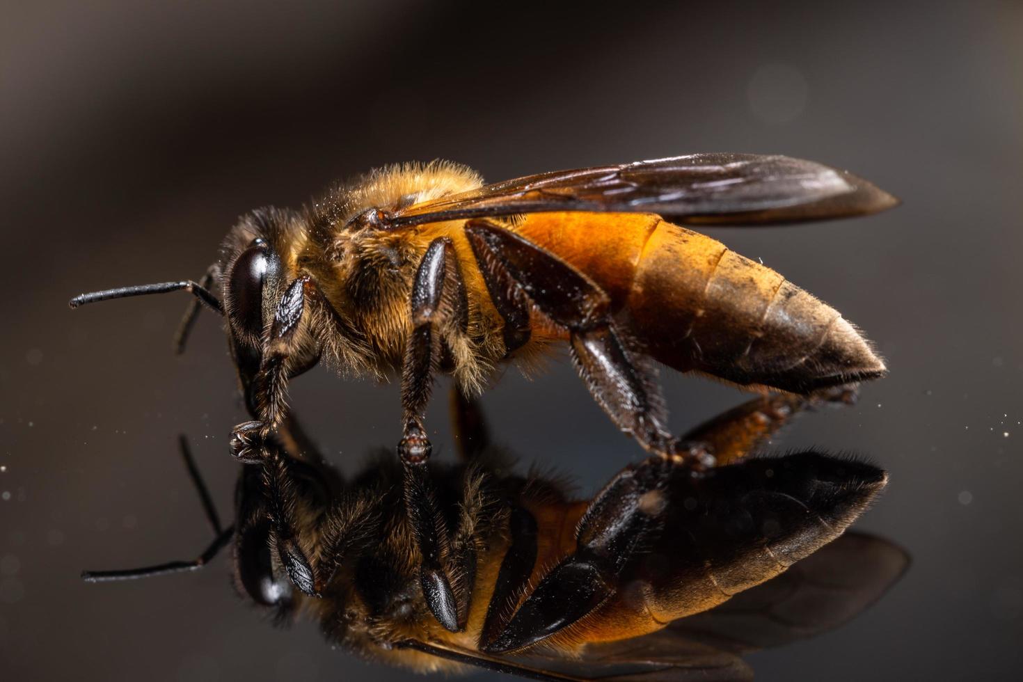 Bee on the mirror photo