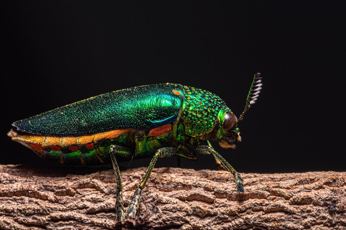 Insecto buprestidae sobre fondo natural foto