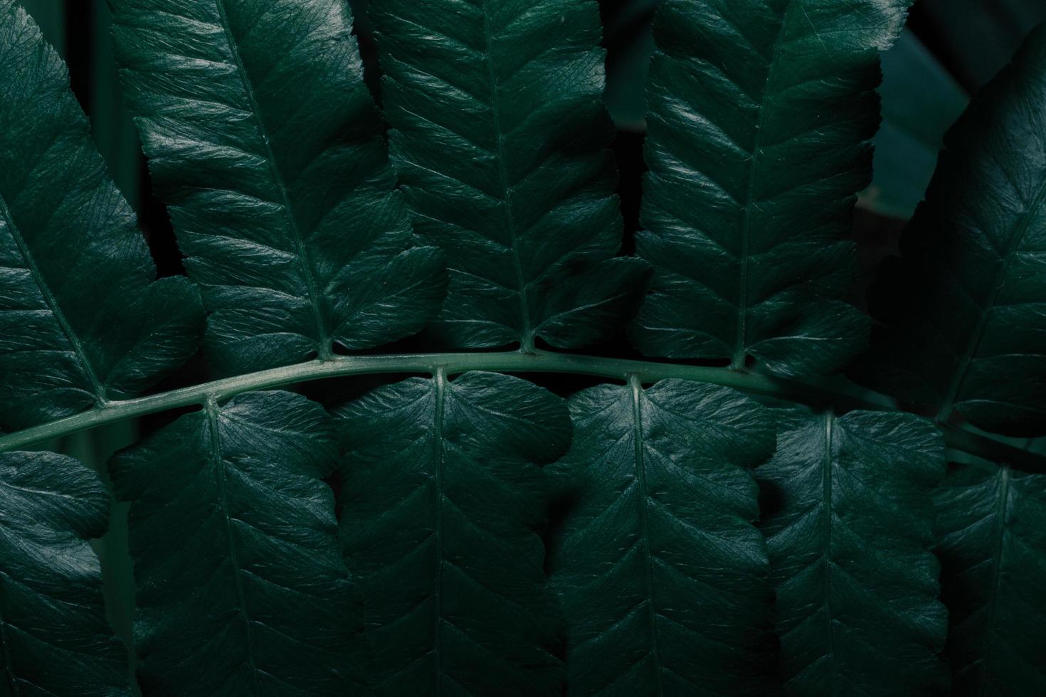 Green leaves, dark background photo