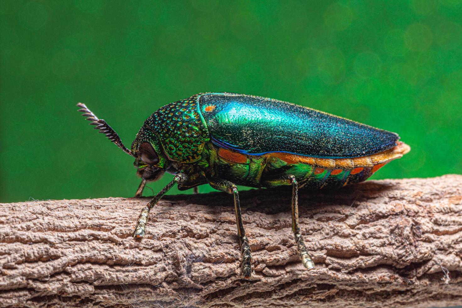 Insecto buprestidae sobre fondo verde foto