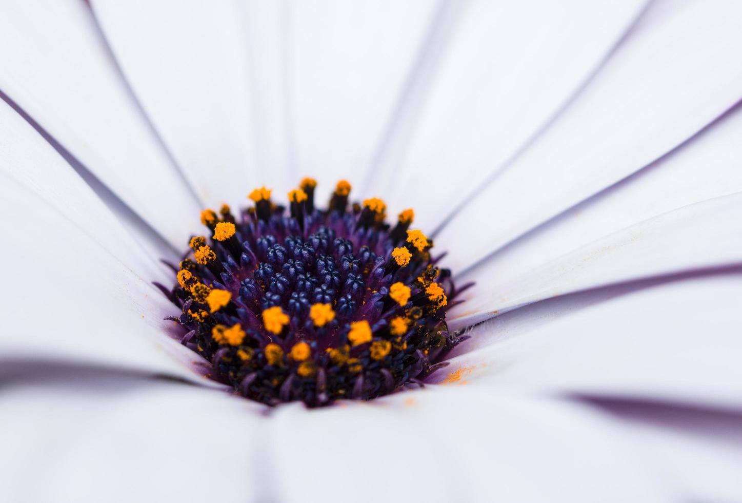 Dianthus flower, macro photo