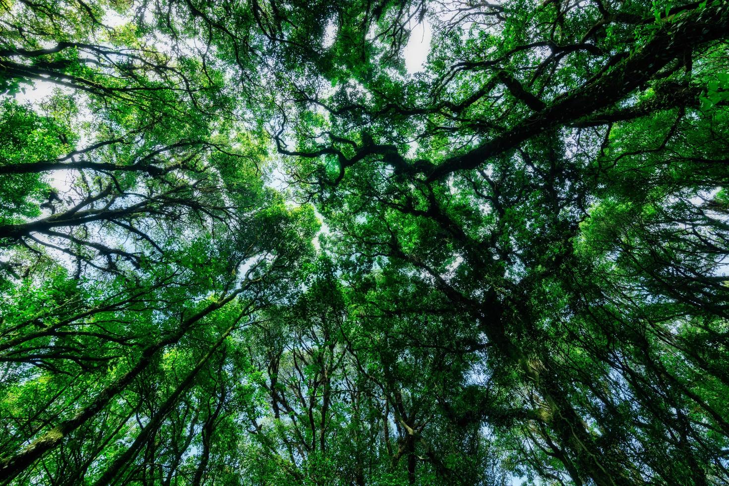 Trees in the forest photo