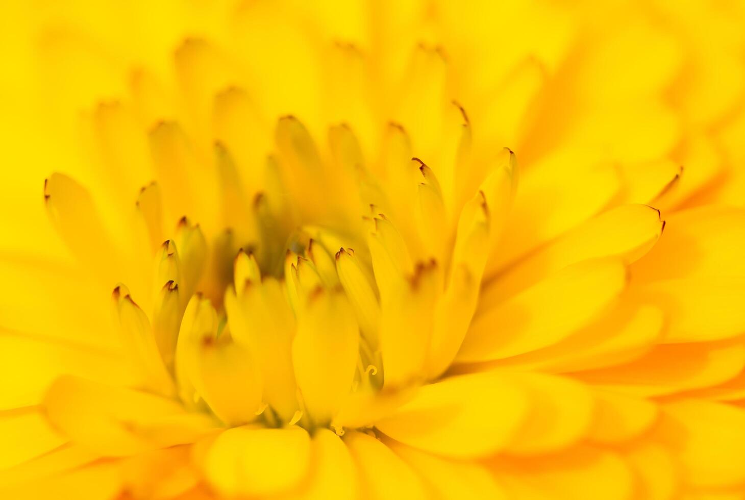 Yellow flower, macro photo