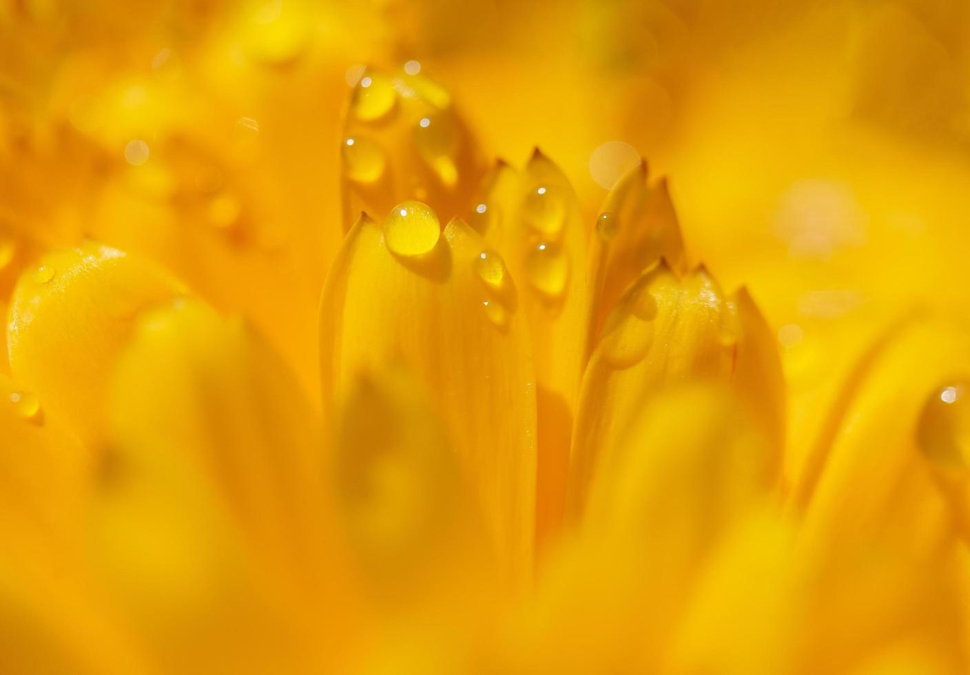 flor de clavel, macro foto