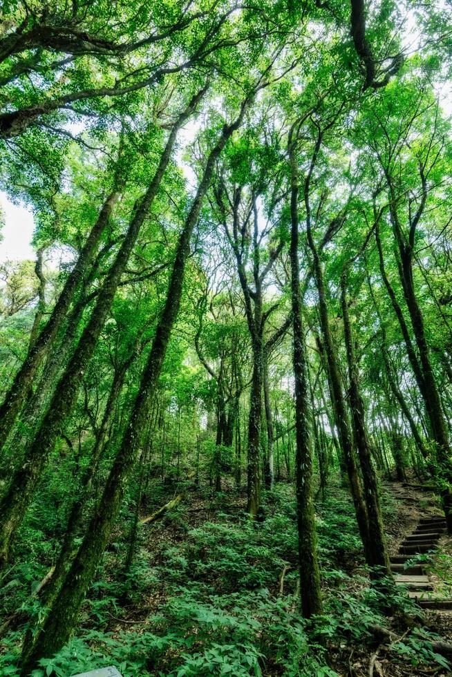 Trees in the forest photo