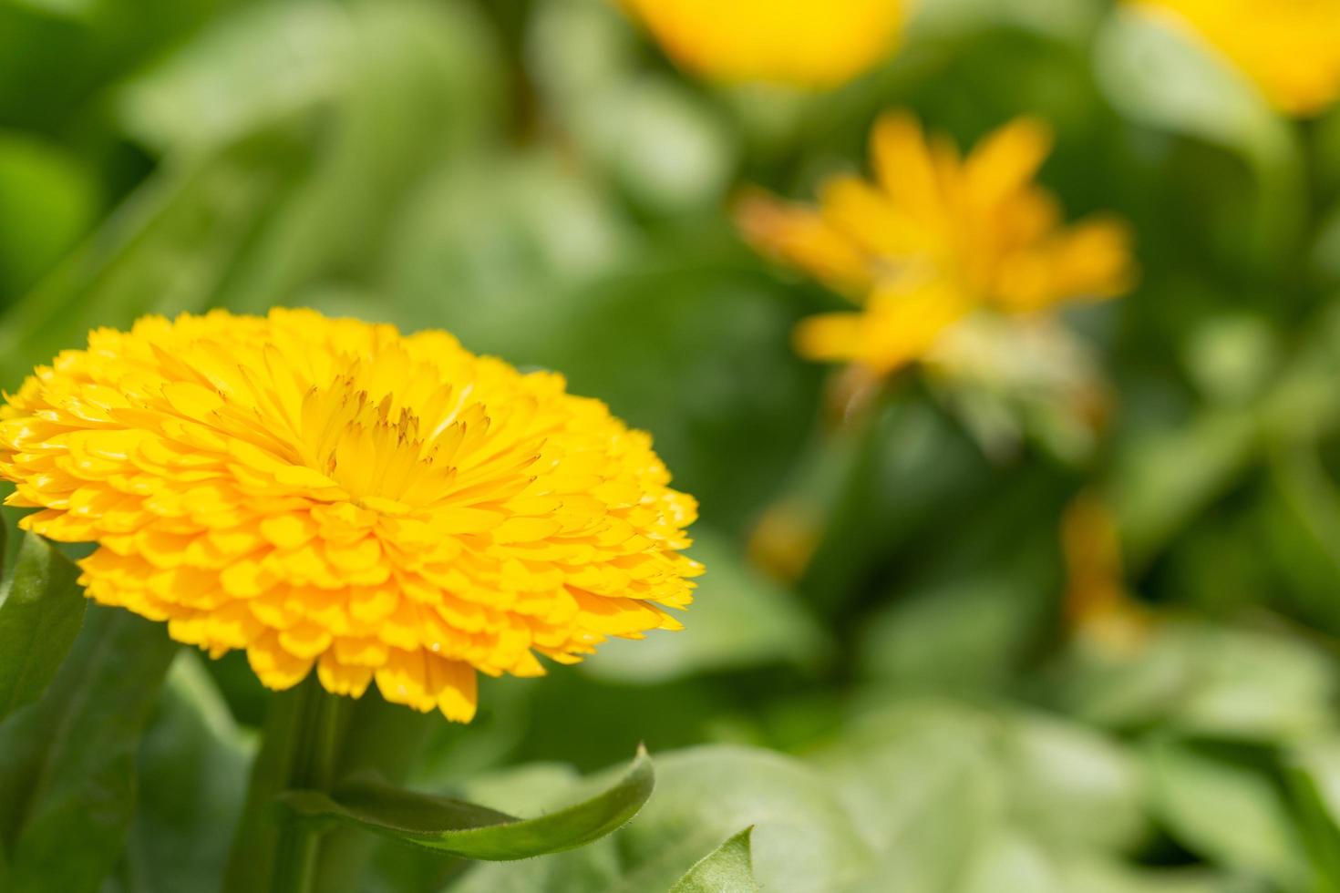 Colorful yellow flower close-up photo