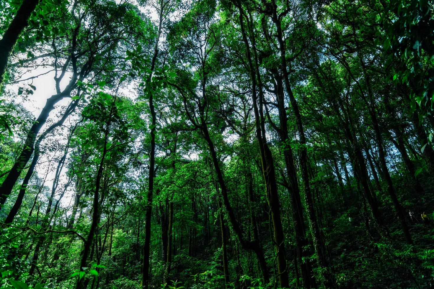 Trees in the forest photo