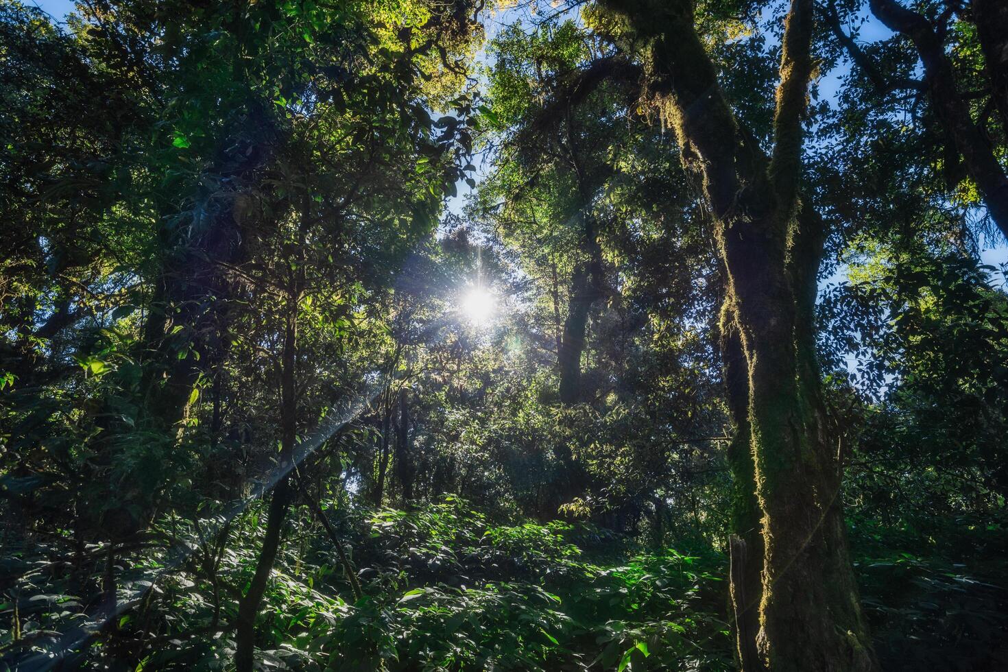 Trees in the forest photo